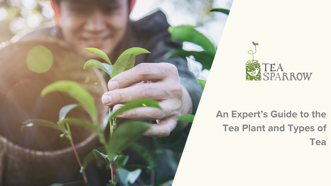 An Expert’s Guide to the Tea Plant and Types of Tea